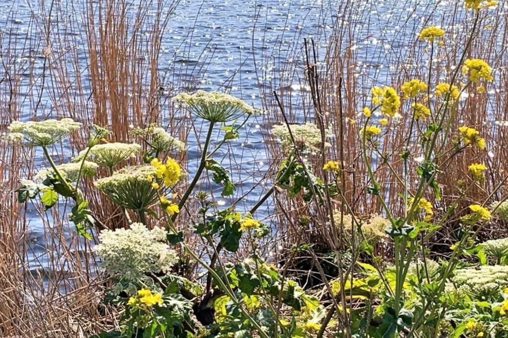 Logeren Op De Thoolse Parel Vakantiehuis Stavenisse Esterno foto